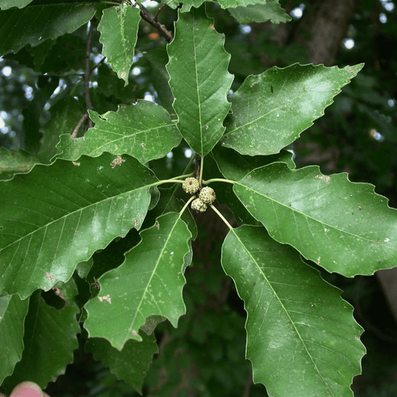 Chinkapin Oak Tree Foliage