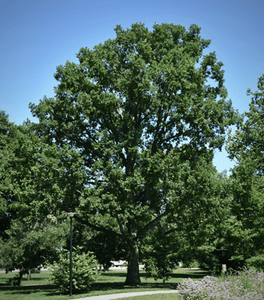 Chinkapin Oak