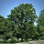 Mature Chinkapin Oak Tree