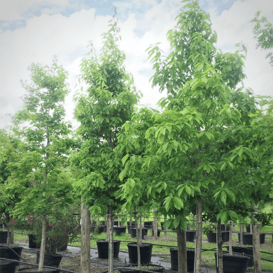 Chinkapin Oak Trees in rows