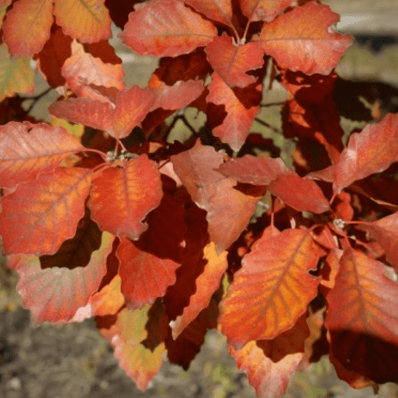 Chinkapin Oak Tree Leaves Fall Color