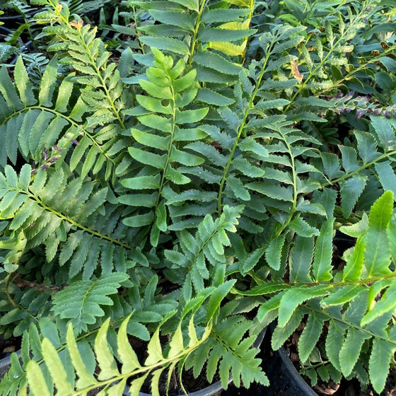 Close-up of Christmas Fern leathery green fronds in a native garden