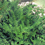 Polystichum acrostichoides Christmas Fern growing in a woodland shade border