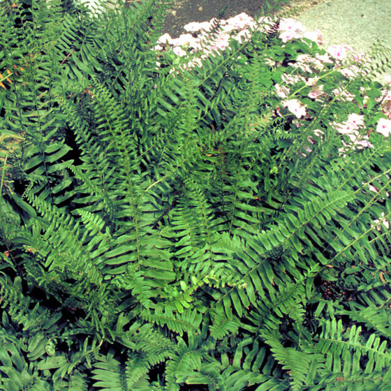 Polystichum acrostichoides Christmas Fern growing in a woodland shade border