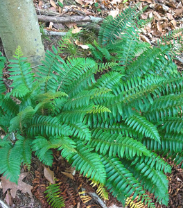 Christmas Fern