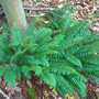 the christmas fern has long foliage a few feet long