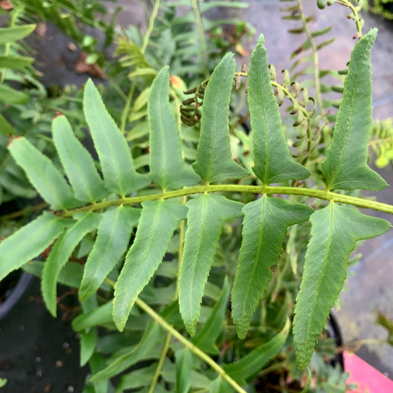 christmas fern fronds are leathery green and serrated