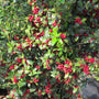 Christmas Jewel Holly Trees produce loads of bright red berries