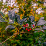 Up close view of the bright red berries and dark green foliage of Christmas Jewel Holly