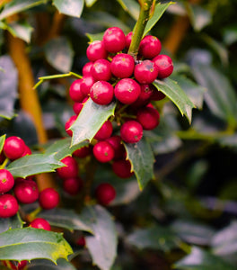 Christmas Jewel Holly