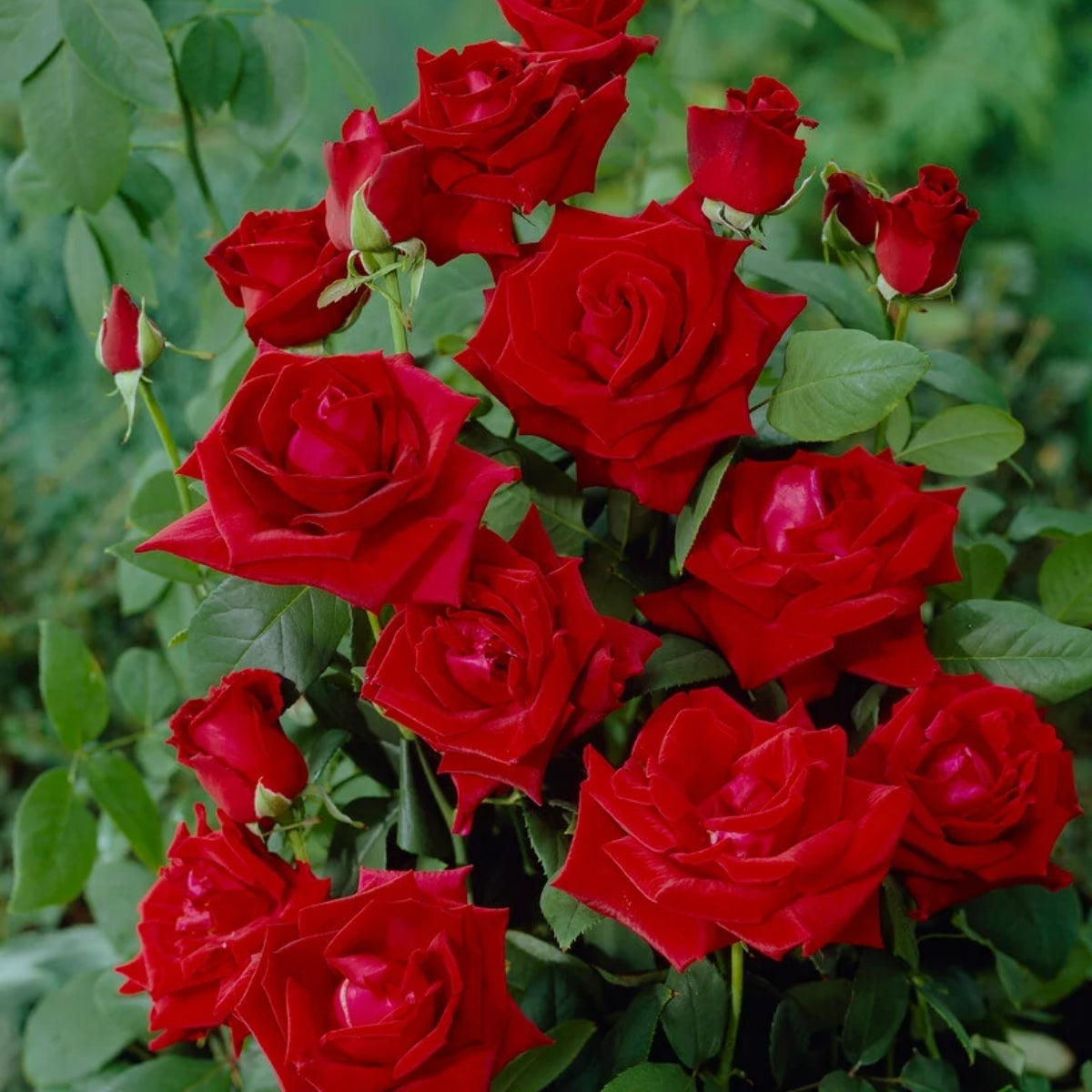 Chrysler Imperial Rose for Sale | Fragrant Deep Red Hybrid Tea