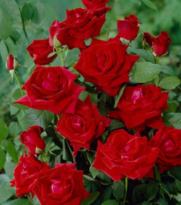 Chrysler Imperial Rose