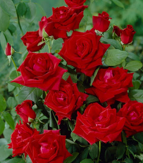 Chrysler Imperial Rose