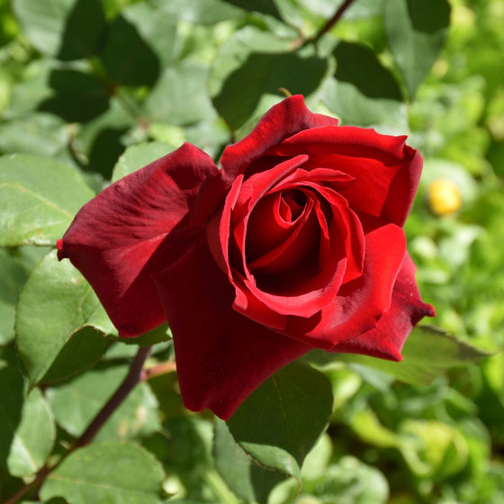 Chrysler Imperial rose shrub with upright canes and glossy green leaves, repeat-blooming to about 4–5 feet tall and wide