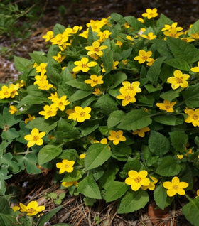 Chrysogonum virginianum
