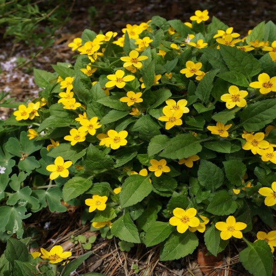 Chrysogonum virginianum green and gold plant