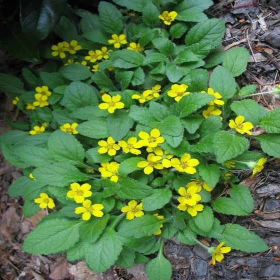 Chrysogonum virginianum groundcover