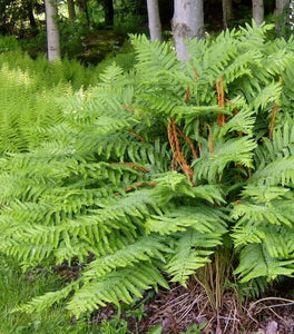 Cinnamon Fern