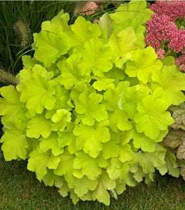 Citronelle Heuchera