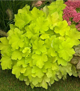 Citronelle Heuchera