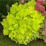 Citronelle Heuchera with bright chartreuse yellow leaves in a shaded garden bed