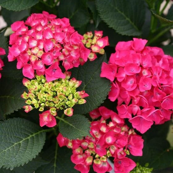 Close up view on the nice red and mixture of color from the cityline paris