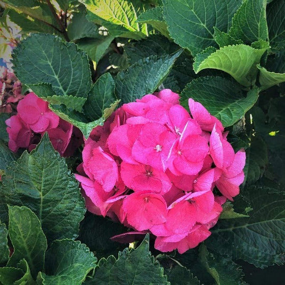 deep green foliage color mixing well with a vibrant pink bloom