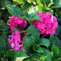 Cityline Paris Hydrangea pink flower clusters among rich green foliage