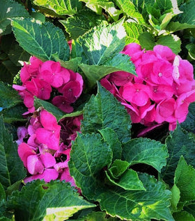 Cityline Paris Hydrangea