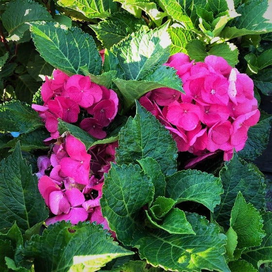 Cityline Paris Hydrangea pink flower clusters among rich green foliage