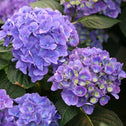 In depth look at the Cityline Rio Hydrangea with blueish-purple petals and dark green leaves