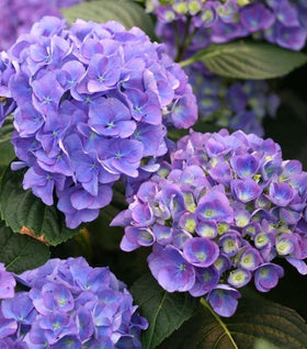 Cityline Rio Hydrangea