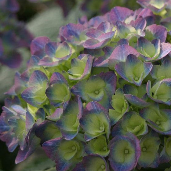 Cityline Rio with a awesome purple color mixed in with the blue as well as a hint of green