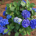 Cityline Rio Hydrangea Shrub. Rich purple flower clusters among deep green foliage.