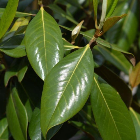 Magnolia Claudia Wannamaker rich green foliage
