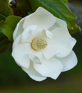 Claudia Wannamaker Magnolia