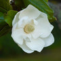 pure-white flowers on claudia wannamaker southern magnolia tree with blurred background and green foliage