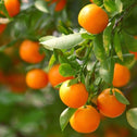 Clementine Mandarin Trees produnce an abundance of sweet bright orange fruits