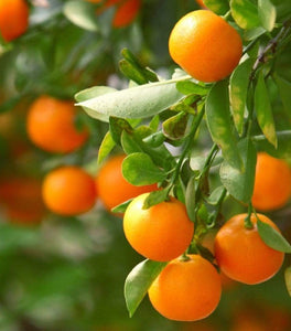 Clementine Mandarin Tree