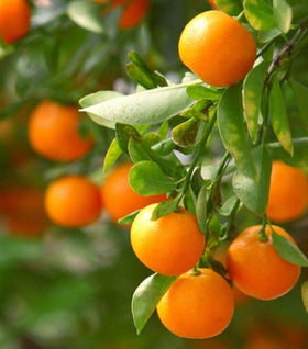 Clementine Mandarin Tree