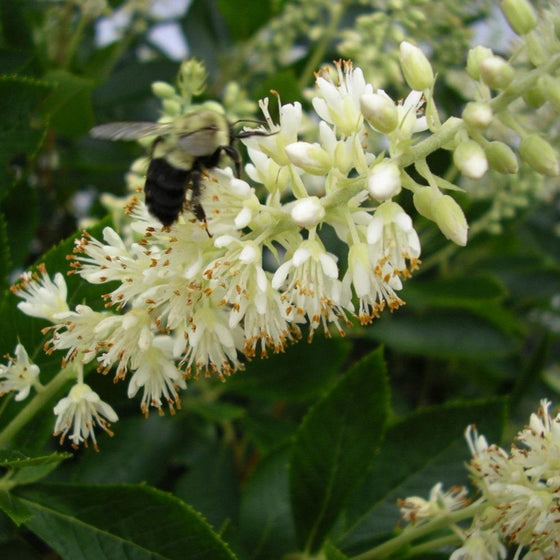 Close up of flower on Clethra Hummingbird Summersweet shrub