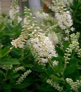 Clethra Hummingbird