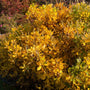 CLETHRA RUBY SPICE GOLDEN FALL FOLIAGE