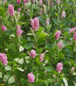 Clethra Ruby Spice