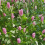 Clethra Ruby Spice plants in bloom