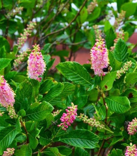 Clethra Ruby Spice