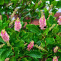 pink flowers blooming on ruby spice shrub