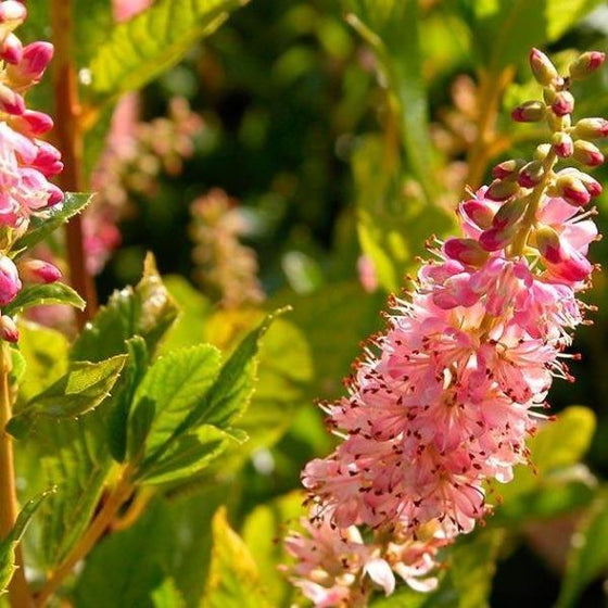 close-up picture of pink clethra flowering