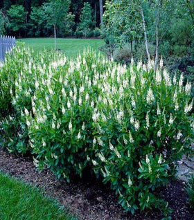 Clethra Sixteen Candles