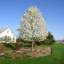 Cleveland Pear tree in spring